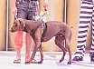 La simpática ‘Niña’ ganadora del Carnaval Canino de Maspalomas 2024