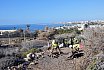 El Ayuntamiento y Foresta trabajan en la restauración ambiental de Morro Besudo