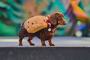 Carnanval Canino de Maspalomas 20023