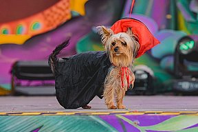 Carnanval Canino de Maspalomas 20023