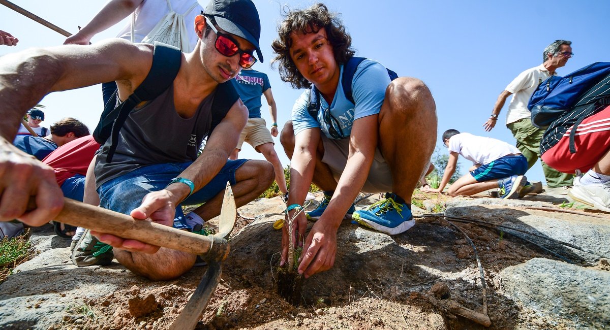 Un árbol por la Paz