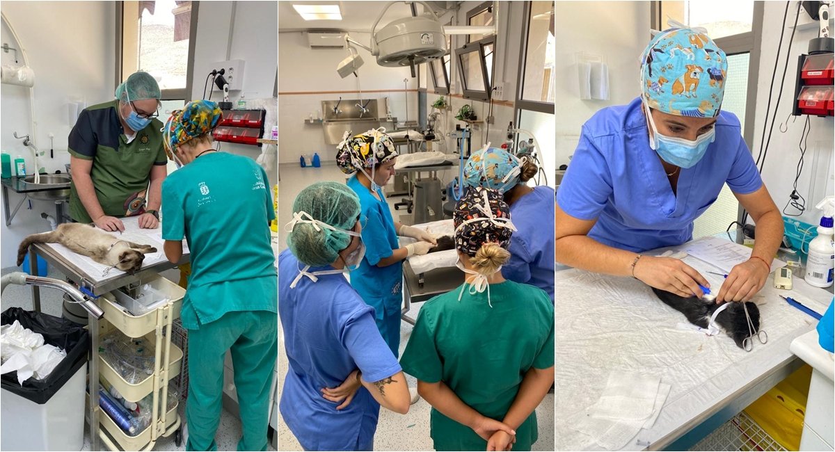 San Bartolomé de Tirajana inicia la esterilización de los gatos comunitarios