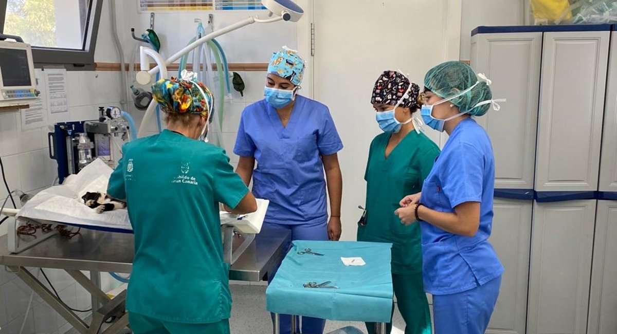 San Bartolomé de Tirajana inicia la esterilización de los gatos comunitarios
