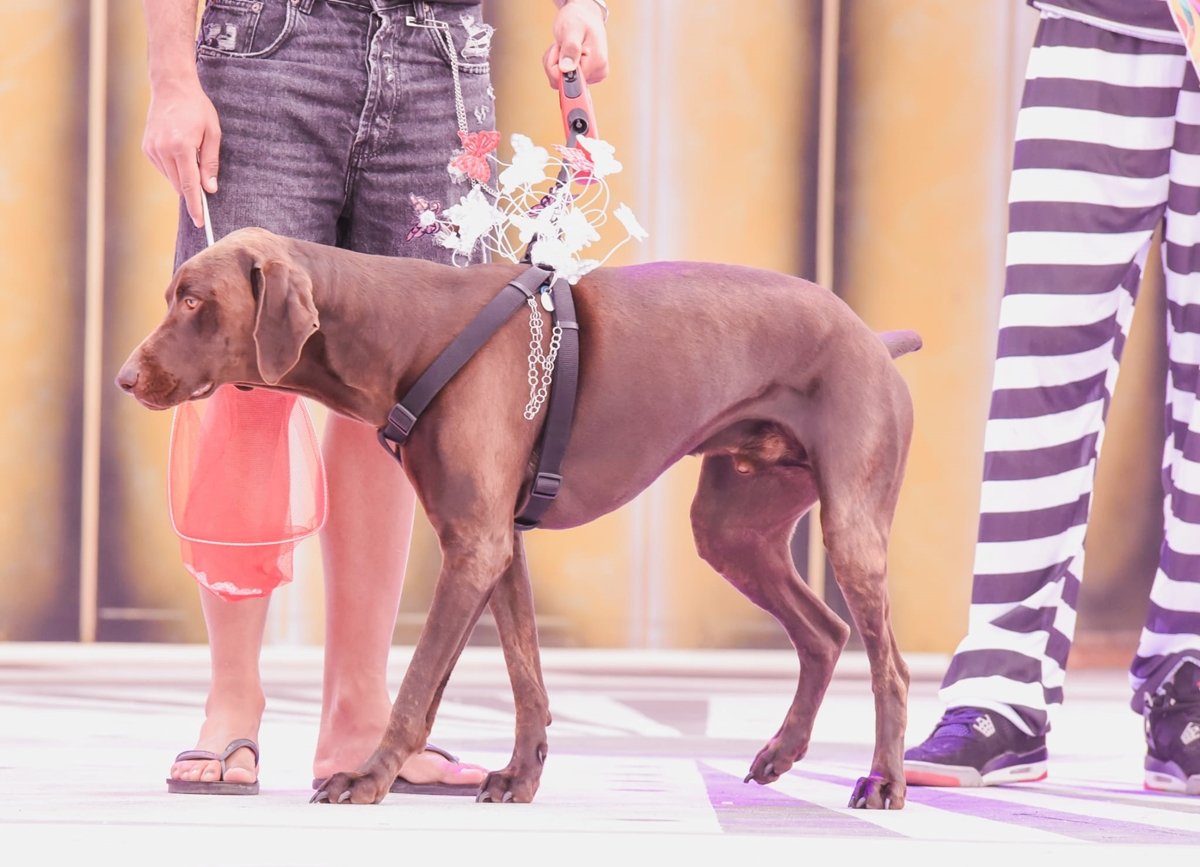 La simpática ‘Niña’ ganadora del Carnaval Canino de Maspalomas 2024