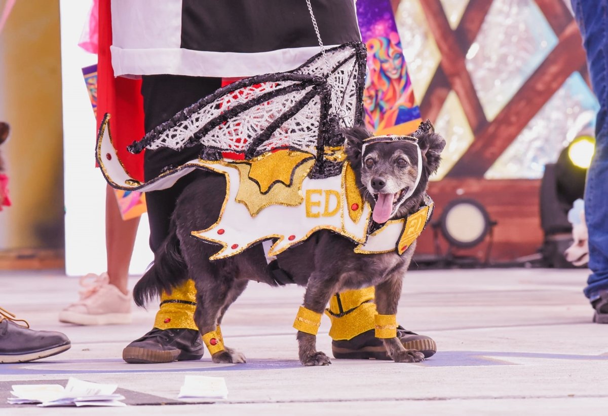 La simpática ‘Niña’ ganadora del Carnaval Canino de Maspalomas 2024