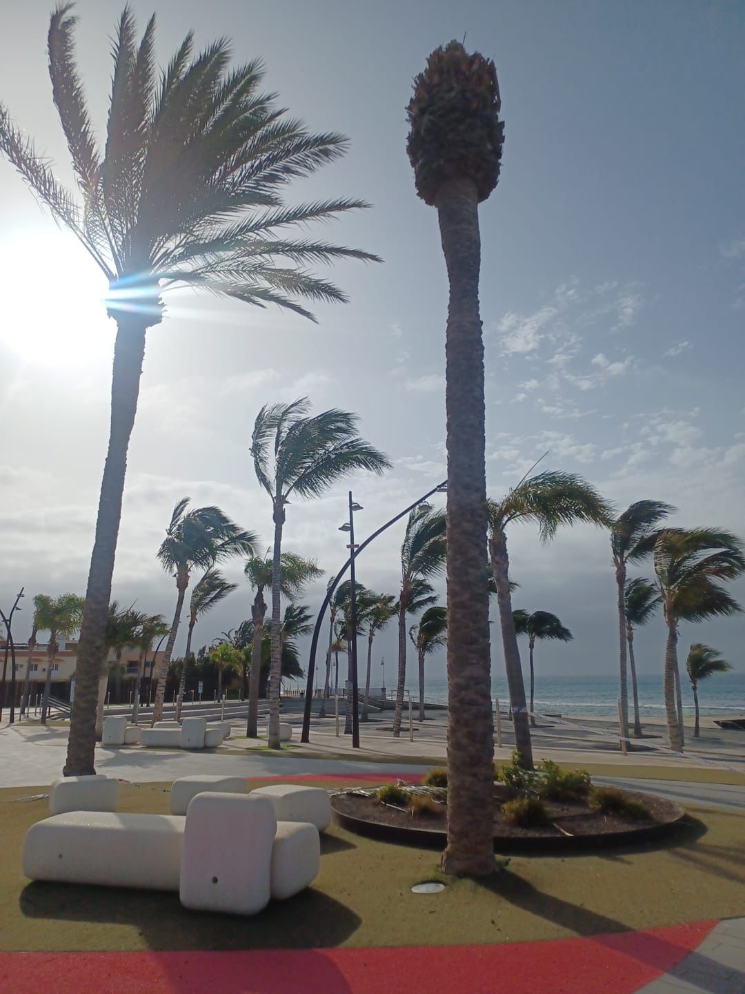 20250716_PRE_Retirada_palmeras_01