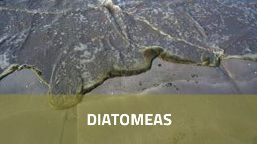 Diatomeas